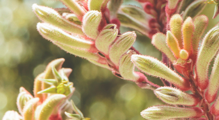 Everything you should know about Kangaroo Paw Flower